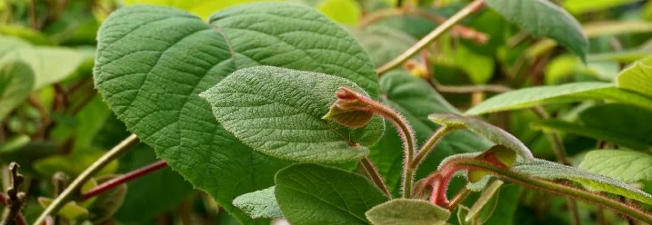 Kiwi Pflanze mit jungen Trieben